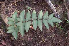 Cheilanthes viridis viridis