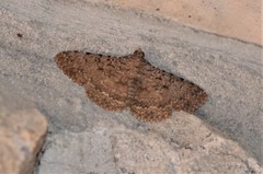 Polydesma umbricola