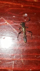 Odontocera aurocincta