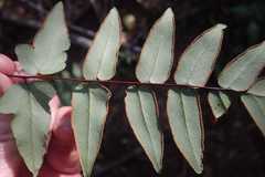 Cheilanthes viridis viridis