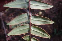 Cheilanthes viridis viridis