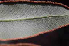 Cheilanthes viridis viridis