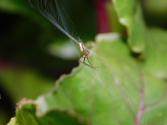 Tetragnatha montana
