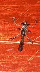 Odontocera aurocincta