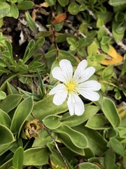 Cerastium latifolium