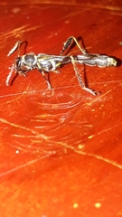 Odontocera aurocincta