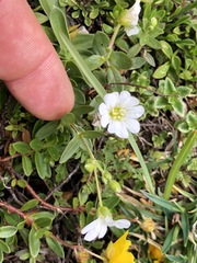 Cerastium latifolium