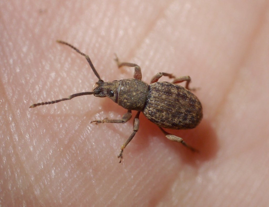 Otiorhynchus balcanicus