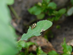 Propylea quatuordecimpunctata