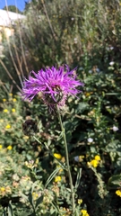 Centaurea scabiosa apiculata