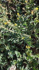 Centaurea scabiosa apiculata
