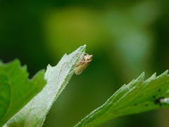 Cicadellidae