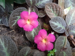 Episcia
