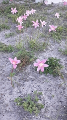 Zephyranthes carinata