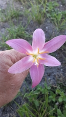 Zephyranthes carinata