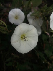 Convolvulus arvensis