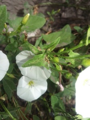 Convolvulus arvensis
