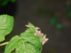 Syrphidae