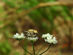 Hoplia chlorophana