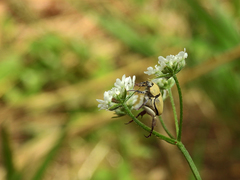 Hoplia chlorophana