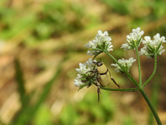 Hoplia chlorophana