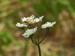 Hoplia chlorophana