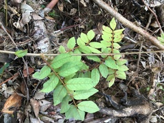 Derris involuta