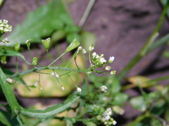 Capsella bursa-pastoris
