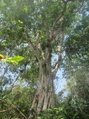 Zinowiewia integerrima