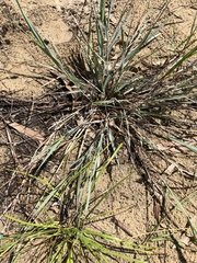 Eragrostis interrupta