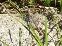 Leucorrhinia glacialis