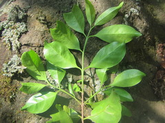 Zinowiewia integerrima