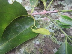 Zinowiewia integerrima