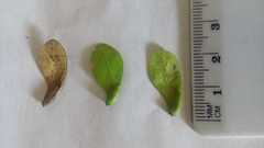 Zinowiewia integerrima