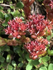 Sedum atratum