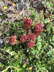 Sedum atratum