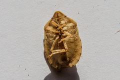 Eurygaster austriaca