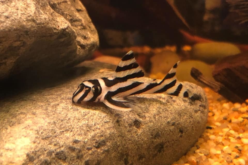 Pléco zébré (L046) (Hypancistrus zebra)