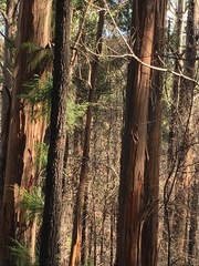 Allocasuarina torulosa