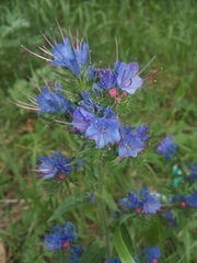 Echium vulgare