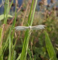 Pterophorus pentadactyla