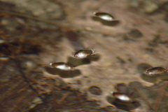 Dineutus sublineatus