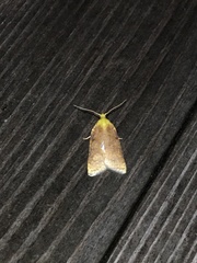 Cenopis diluticostana