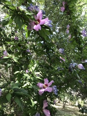 Hibiscus syriacus