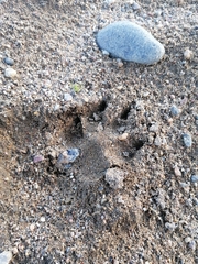 Nyctereutes procyonoides