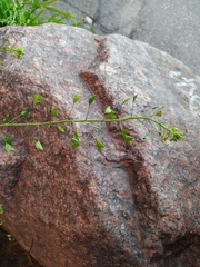 Capsella bursa-pastoris