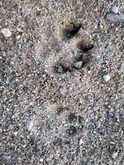 Nyctereutes procyonoides