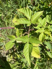 Rubus