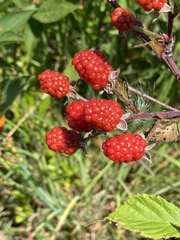 Rubus