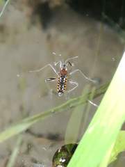 Plesiovelia